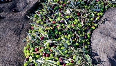 Κρήτη: Η έλλειψη βροχοπτώσεων 