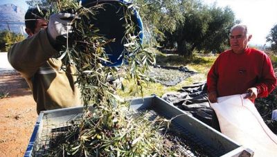 Αγρότες: Mέτρα στήριξης για την ξηρασία στις ελιές - Στη Βουλή το θέμα από το Φραγκίσκο Παρασύρη