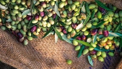 Ελαιόλαδο: Η νέα απειλή για τους παραγωγούς  και την παγκόσμια σοδειά