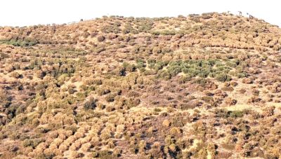 Ελαιόδεντρα χτυπημένα από την ξηρασία: Περιφέρεια Κρήτης και ΕΛΓΑ προς αναζήτηση πιθανών πηγών αποζημιώσεων