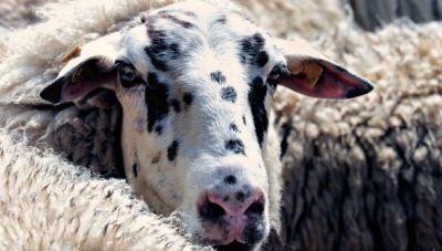 Ευλογιά των προβάτων: Κλείνουν τα σφαγεία σε όλη τη χώρα