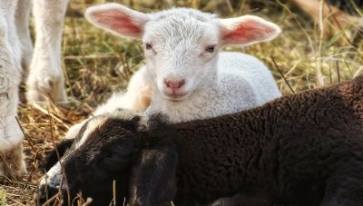 Συναγερμός στη χώρα με την επιδημία ευλογιάς των προβάτων : Απαγορεύτηκε η σφαγή αιγοπροβάτων - Τι λέει ο γ.γ. του ΥπΑΑΤ