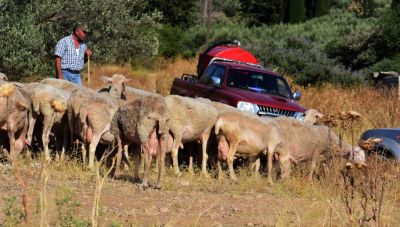 Κτηνοτρόφοι Κρήτης: «Συμφέροντα πίσω από την υπόθεση αυτή. Αδιανόητο να μας κλείνουν τα σφαγεία»