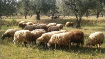 Ευλογιά προβάτων: Μόνο γάλα θα μπορούν να διαθέτουν οι κτηνοτρόφοι για 10 ημέρες