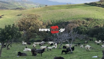 Κρήτη: Απαγορεύονται οι μετακινήσεις αιγοπροβάτων λόγω ευλογιάς-Τι λέει ο Τσιάρας για τις ελλείψεις κρέατος