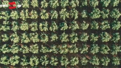 Νέοι «παίχτες» στην αγορά ασκούν πιέσεις στο κρητικό λάδι - Φυτεύουν εκατομμύρια ελαιόδεντρα (Βίντεο)