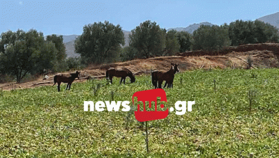 Μεσαρά: Αλογα έφαγαν τα πεπονια και κατέστρεψαν αμπέλι- Ανεξέλεγκτη η κατάσταση με τη βόσκηση (Βίντεο +Φωτο)