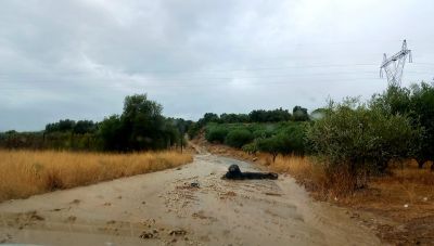 Μεσαρά: Η βροχόπτωση έφερε προβλήματα - Παραλίγο τραγωδία από πτώση δέντρου