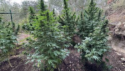 Μυλοπόταμος: Νέα συντονισμένη αστυνομική επιχείρηση ξετρύπωσε δυο ακόμα φυτείες κάνναβης