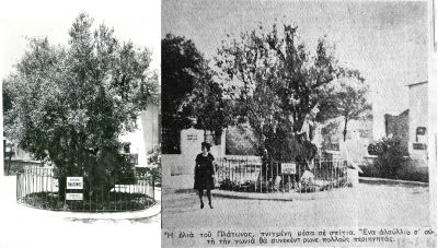 Η Ελιά του Πλάτωνα: το ιστορικό αξιοθέατο που χάθηκε