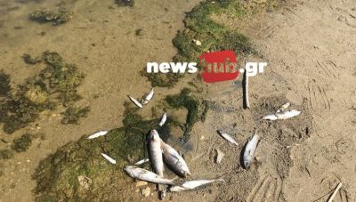 Δράσεις για την προστασία της περιοχής των εκβολών του ποταμού Καρτερού