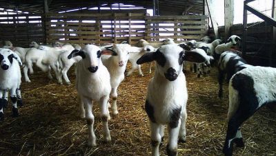 Κρήτη: Κάθοδος ομάδας ερευνητών για την αντιμετώπιση των παρασίτων στα αιγοπρόβατα