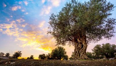 Ελαιόλαδο: Σε κανονικά επίπεδα η παγκόσμια παραγωγή – Οι εκτιμήσεις για τις τιμές και η κρίσιμη ημερομηνια
