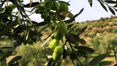«Όλοι μαζί να φτιάξουμε μία εταιρεία λαϊκής βάσης στο κρητικό ελαιόλαδο» - Η πρόταση του Σταύρου Γαβαλά (Βίντεο)