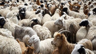 Ευλογιά αιγοπροβάτων: 15 νέες εστίες τον τελευταίο μήνα στην Περιφέρεια Αν. Μακεδονίας – Θράκης