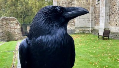 Ένα κοράκι άφησε χωρίς ηλεκτρικό ρεύμα την Ιεράπετρα