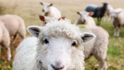 Κρήτη: Έκλεψαν 34 αρνιά - Αυξάνονται τα περιστατικά ζωοκλοπών ενόψει Πάσχα