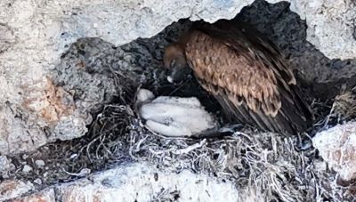 Άγιος Νικόλαος: Αναβάλλουν αγώνες αναρρίχησης γιατί βρήκαν φωλιά με νεοσσό όρνιο