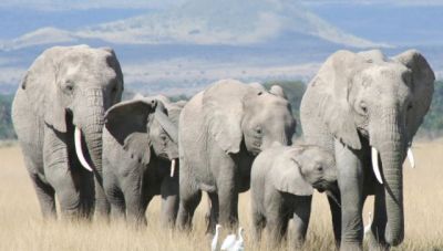 Ελέφαντες προστατεύουν τα μικρά τους κατά τη διάρκεια σεισμού (βίντεο)