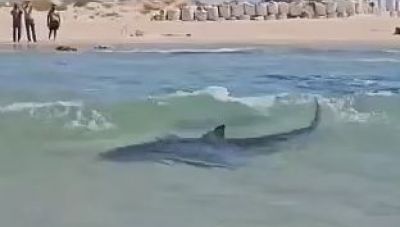 Επίθεση καρχαρία σε δύτη στο Ισραήλ: Ειδικός εξηγεί γιατί τα πλάσματα βρίσκονταν κοντά στην ακτή
