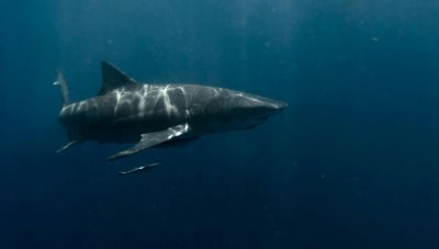 Ισραήλ: Αγνοείται κολυμβητής μετά από επίθεση καρχαρία