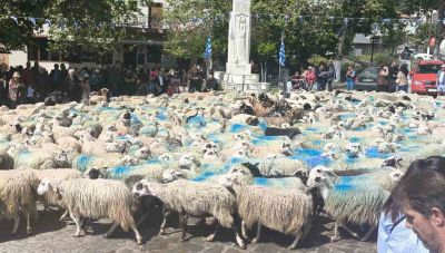 Το έθιμο της ευλογίας των προβάτων στη χάρη του Αγίου Γεωργίου του Γαλατά αναβίωσε και φέτος στην Ασή Γωνιά (Βίντεο)