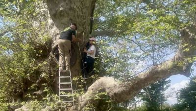Συνεχίζονται οι έλεγχοι και οι παρεμβάσεις για τον μνημειακό πλάτανο στο Κράσι