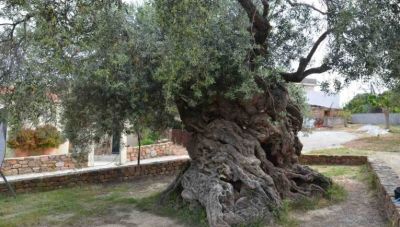 Κοπή Κότινου από την Μνημειακή Ελιά των Βουβών του Δήμου Πλατανιά- Σήμερα η εκδήλωση