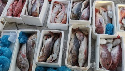 Ερώτηση βουλευτών του ΚΚΕ για τους ψαράδες και τα αλιεύματα τους