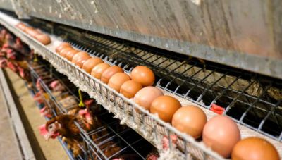 «Κάστρο αβγοπαραγωγής» η Κρήτη αλλά με φθίνουσα πορεία – Τι συμβαίνει παγκοσμίως