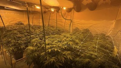 Εξάρθρωση συμμορίας υδροπονικής καλλιέργειας δενδρυλλίων κάνναβης στην Αττική