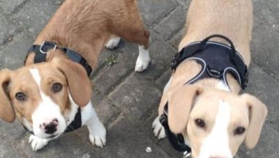 Από τους δρόμους της Θεσσαλονίκης στα σαλόνια της Ευρώπης – Νέα αρχή για 130 ζώα από τον δρόμο σε Ελλάδα και εξωτερικό