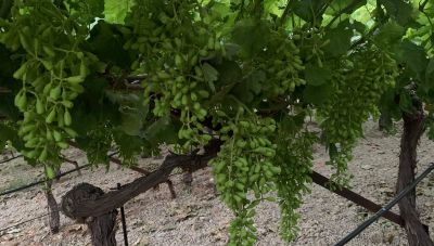 Αμπελουργία ώρα μηδέν: «Χωρίς νερό δεν υπάρχει σωτηρία», φωνάζουν οι αγρότες, ενώ οι ενισχύσεις οδηγούνται σε «αετονύχηδες»