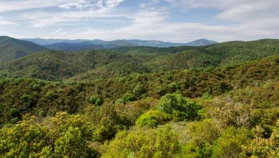 Στα σκαριά μόνιμο ταμείο για τον καθαρισμό και προστασία των δασών-Η επόμενη μέρα του Ταμείου Ανάκαμψης