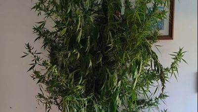 Μεσαρά: Με χειροπέδες 40χρονος για κάνναβη και όπλα