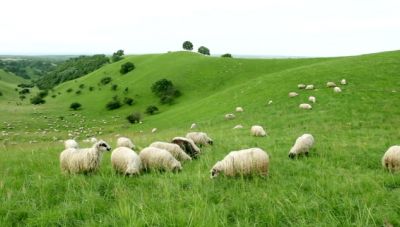 Κρήτη: «Φουντώνουν» οι καταγγελίες για ζωοκλοπές ανύπαρκτων αιγοπροβάτων στην ενδοχώρα!