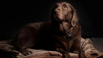  Ερμιονίδα: Ηλικιωμένος βασάνιζε σκύλο μέχρι θανάτου σέρνοντάς τον με το αυτοκίνητο