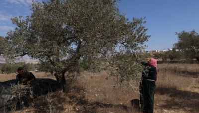 Μεσανατολικό: Μπουλντόζες ξερίζωσαν ελαιόδεντρα σε ένα χωριό της Δυτικής Όχθης