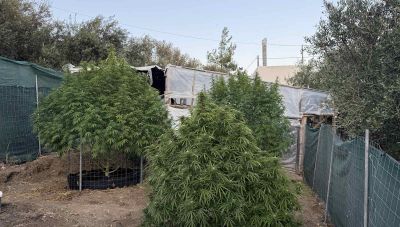 Ναρκωτικά στην Κρήτη: Μετά τις φυτείες στο Ρέθυμνο, νέα επιχείρηση σε...θερμοκήπιο στο Λασίθι (Φωτο)