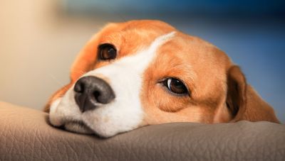 Κακουργηματική δίωξη στον 90χρονο που έδεσε σκυλί και το έθαψε ζωντανό