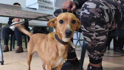 Ολοκληρώθηκε η δράση στο Αρκαλοχώρι για τα ζώα συντροφιάς – 198 στειρώσεις, 199 ηλεκτρονικές σημάνσεις και 40 δείγματα DNA