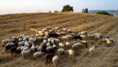 ΥΠΑΑΤ: Νέα ενίσχυση 26 εκατ. ευρώ για αποζημιώσεις κτηνοτρόφων λόγω ευλογιάς