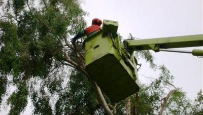 Προσωρινές κυκλοφοριακές ρυθμίσεις λόγω εργασιών κλαδέματος στο κέντρο των Χανίων