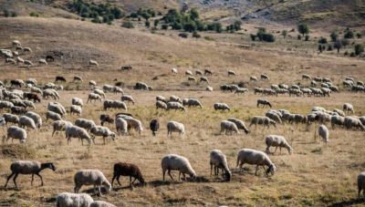 Ευλογιά προβάτων: Ξεπέρασαν τις 430.000 οι θανατώσεις ζώων – 80 νέα κρούσματα την περασμένη εβδομάδα