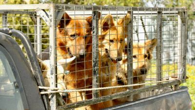 Ξεκίνησε η μεγάλη δράση στειρώσεων και ταυτοποίησης στο Δήμο Μινώα Πεδιάδας