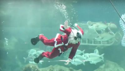 Ο Άγιος Βασίλης θα έρθει και πάλι.... βουτώντας στη δεξαμενή του Ενυδρείου Κρήτης!