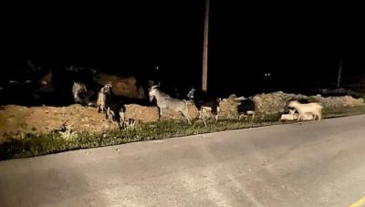 ΒΟΑΚ: Οδηγοί είδαν το χάρο με τα μάτια τους εξαιτίας των κατσικιών που πετάχτηκαν το δρόμο!