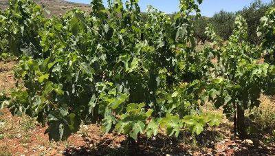 Δυσοίωνες οι προβλέψεις για τον αμπελώνα της Μεσογείου: Μελέτη αναφέρει πως, ως το τέλος του αιώνα θα έχουν χαθεί εκατομμύρια εκτάρια γης