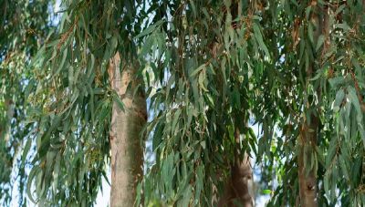 Εργασίες κλαδέματος από τον Δήμο Χανίων αύριο Τρίτη