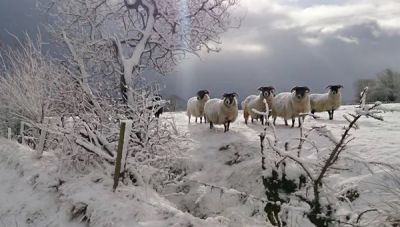 Όλα όσα πρέπει να γνωρίζουν οι κτηνοτρόφοι της Κρήτης μετά τις παγωνιές – Μετά την μπόρα χρειάζονται μέτρα